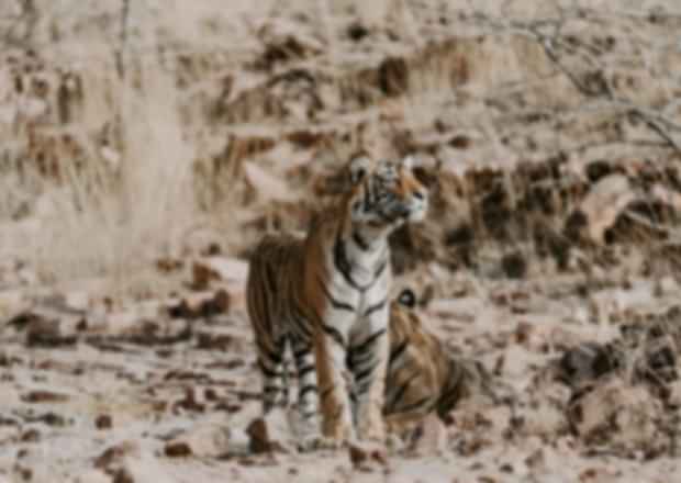 Ranthambore National Park Itinerary: Explore The Wild