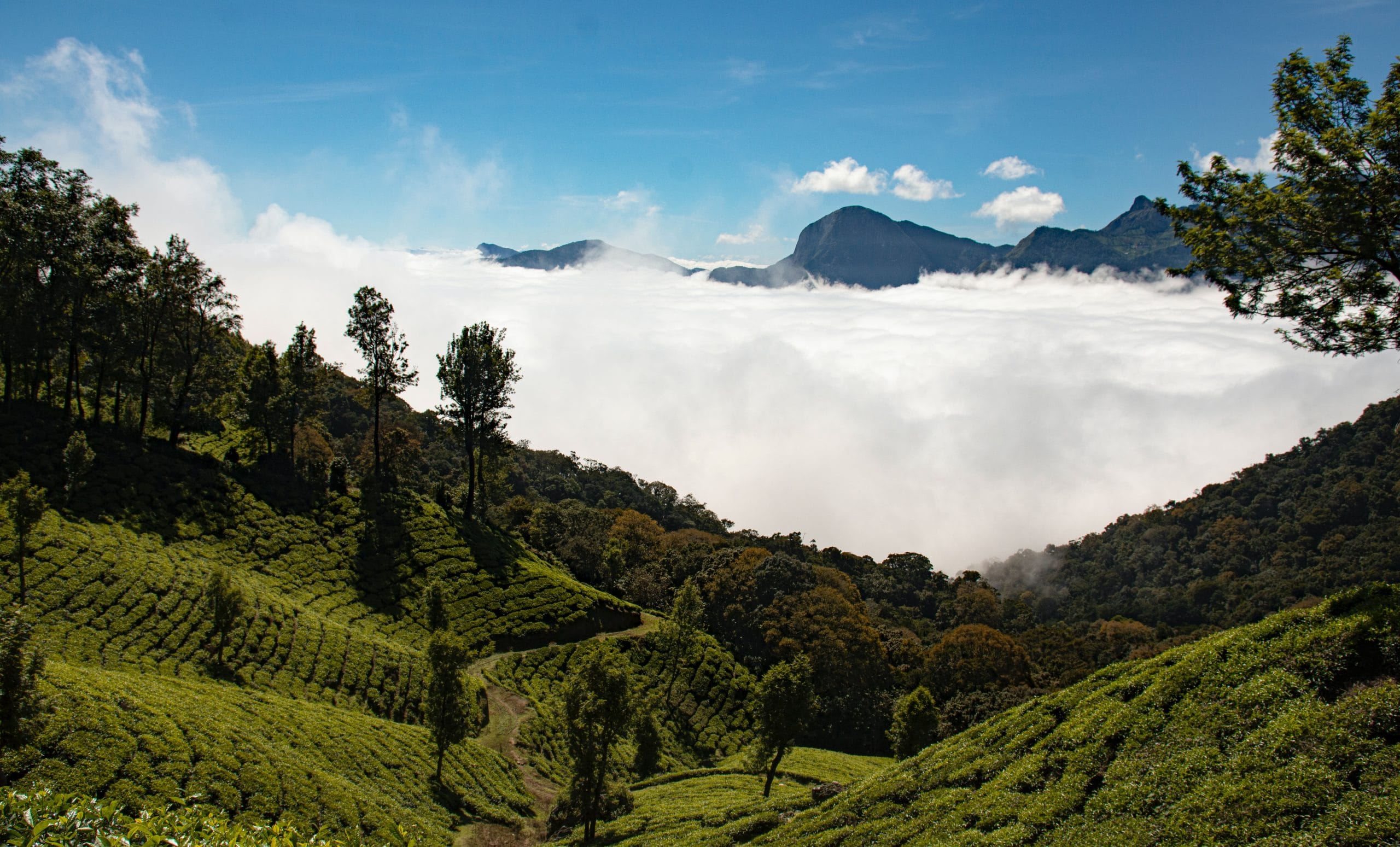 Honeymoon Itinerary To Kerala – Start your Forever In God’s Own Country!