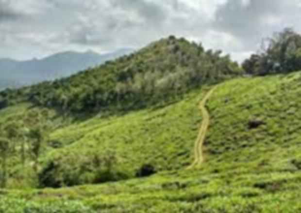 Wonderful Wayanad Itinerary: Get Ready for a Thrilling Trip!