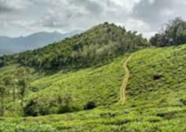 Wonderful Wayanad Itinerary: Get Ready for a Thrilling Trip!