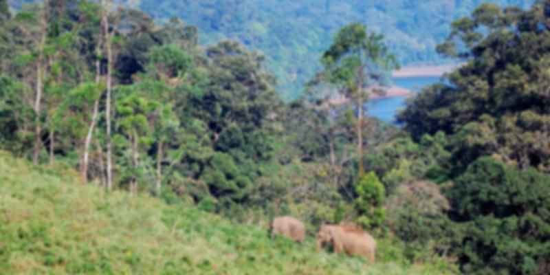 elephants in the forest
