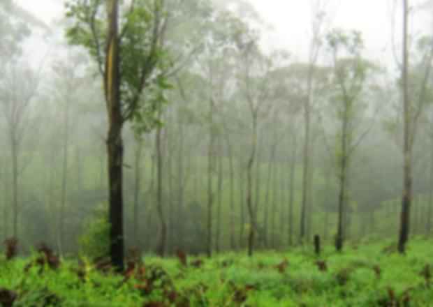 Gavi in Kerala – A complete travel guide