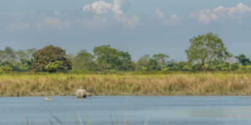Kaziranga National Park