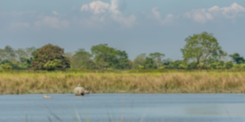 Kaziranga National Park