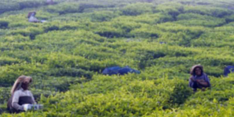 tea plantations in Munnar