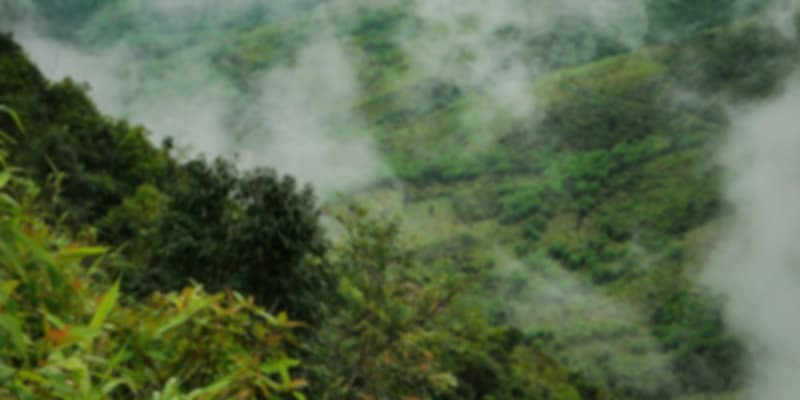 Greenery of Mawlynnong in Meghalaya