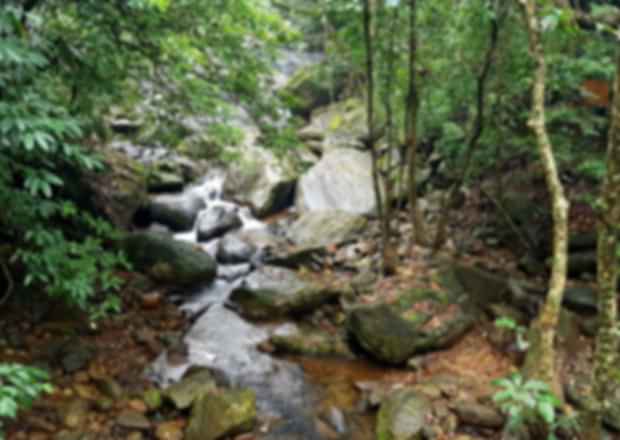 Chalakudy – Nature’s Bounty