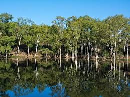 Trees in the sanctuary