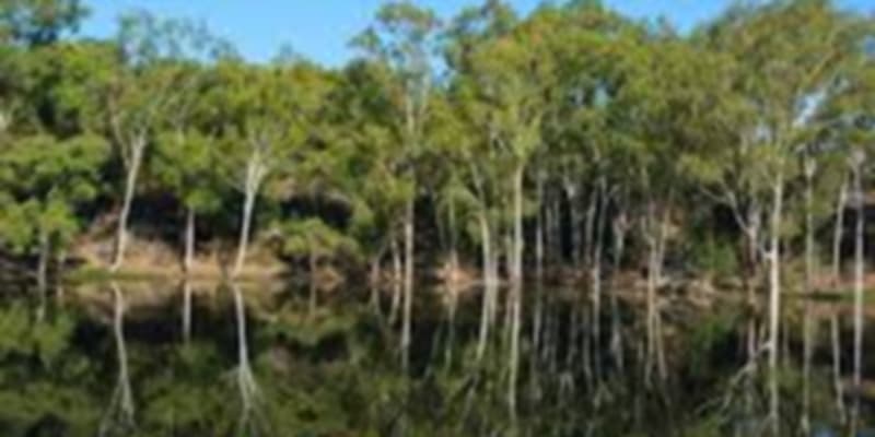 Trees in the sanctuary