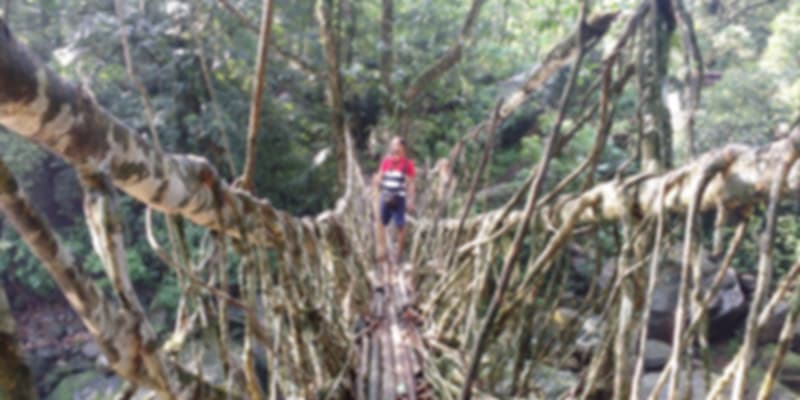 a climber on the root bridge
