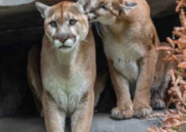 Zoos in Canada – Top 5 must-visit Zoos in Canada