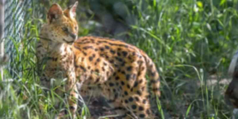 Wild Cat in Edmonton Valley zoo in Canada