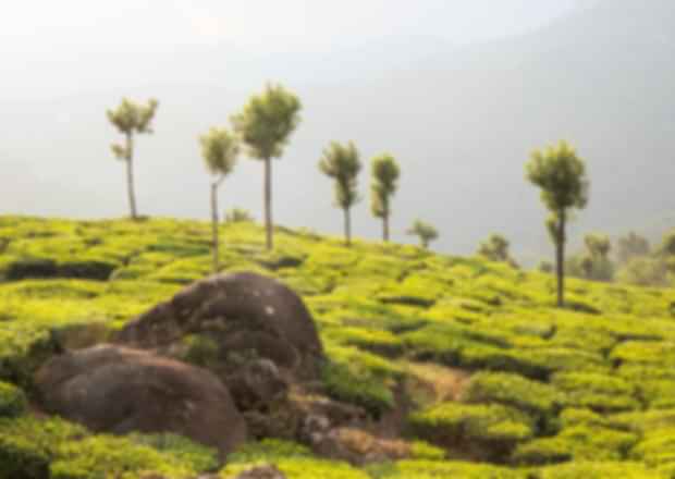 A handy guide to exploring the Rajamala Munnar Hills in Kerala