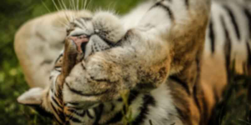 A tiger in one of the Zoos in Canada