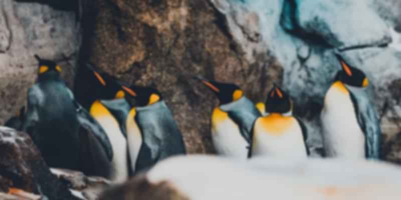 Pengiuns in Calgary Zoo in Canada