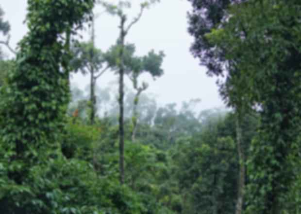 Sakleshpur, Karnataka – the most exciting Hill station in the south