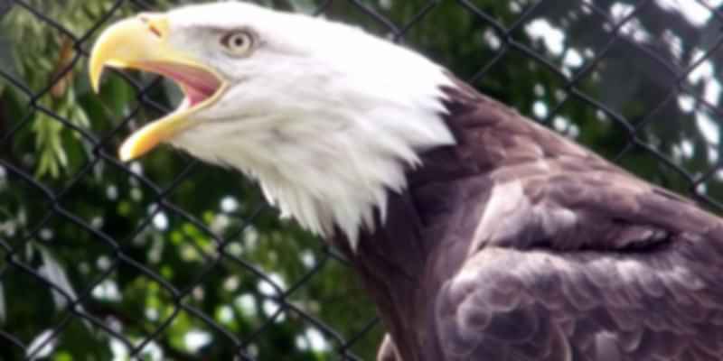A eagle in the Magnetic Hill Zoo
