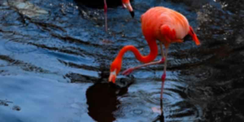 A flamingo in Toronto Zoo