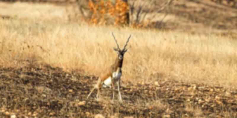 Jayamangali Blackbuck Reserve.