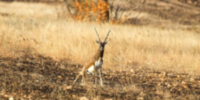 Jayamangali Blackbuck Reserve.