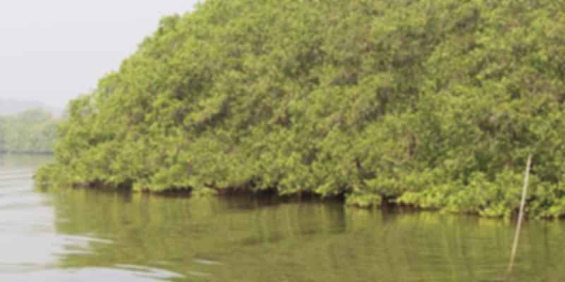 Salim Ali Bird Sanctuary in Kerala.