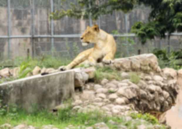 Must Visit Zoos in Kerala – Greet The Wild!