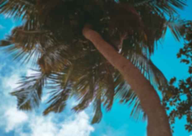 Taste the traditionally brewed Palm wine of Seychelles