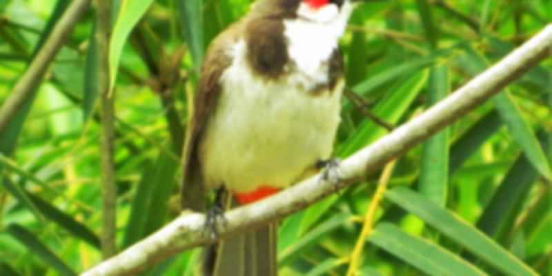 Red whiskered Bul Bul on a tree