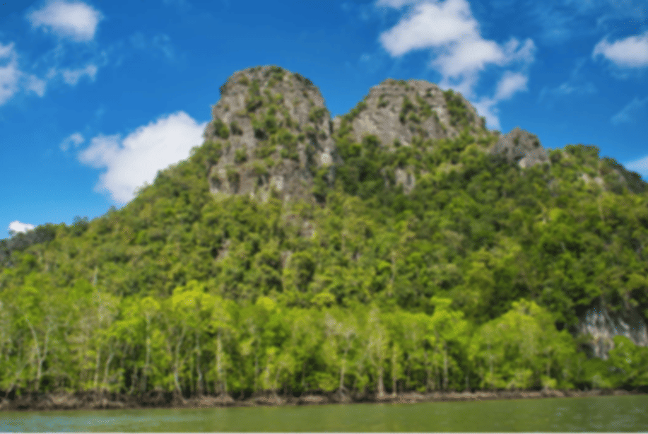 Mangrove Tour in Langkawi – A Complete Guide