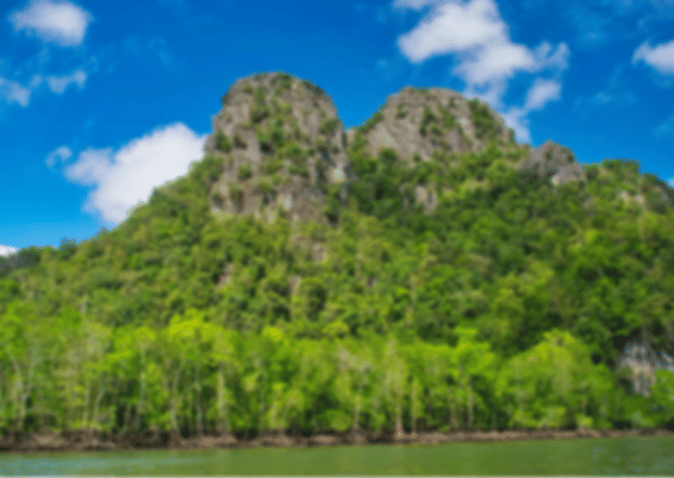 Mangrove Tour in Langkawi – A Complete Guide