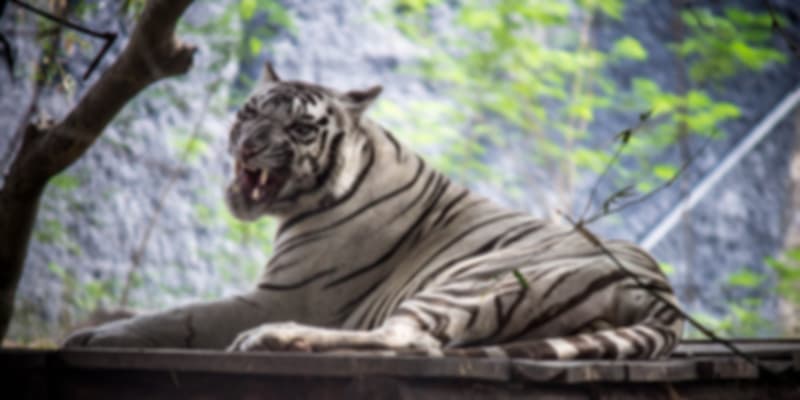 Spotting of White tiger in Arignar Anna Zoological Park