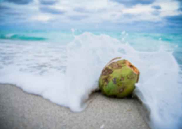 Coconuts In Seychelles – A Paradise For Coconut Lovers!