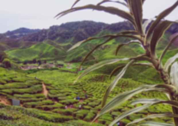 Exploring the Tea Plantations of Malaysia