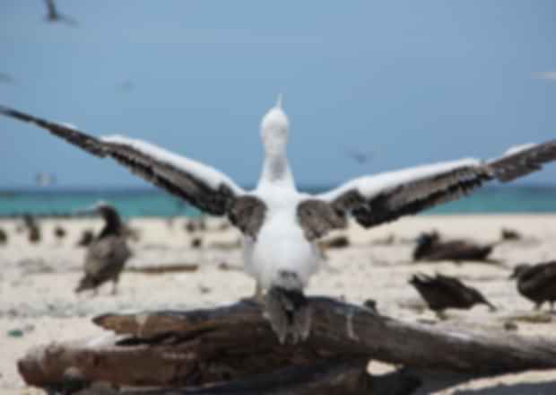 Bird Sanctuaries In Kerala – See the Spectacular Coloured Wings