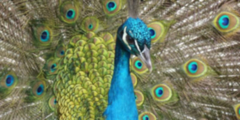 Adichunchanagiri Peacock Sanctuary,