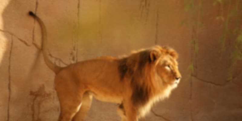 A lion in Al Ain Zoo
