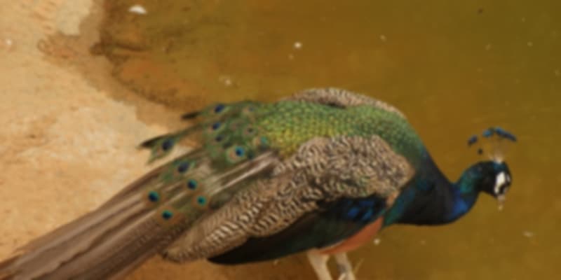 A peacock
