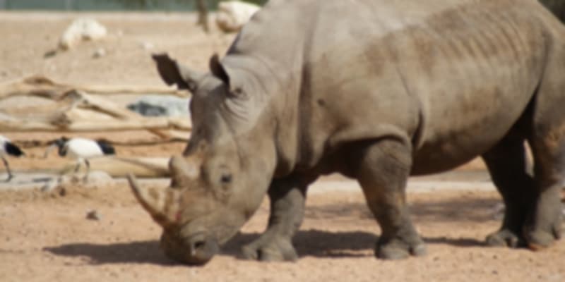A Rhino in Al Ain Zoo
