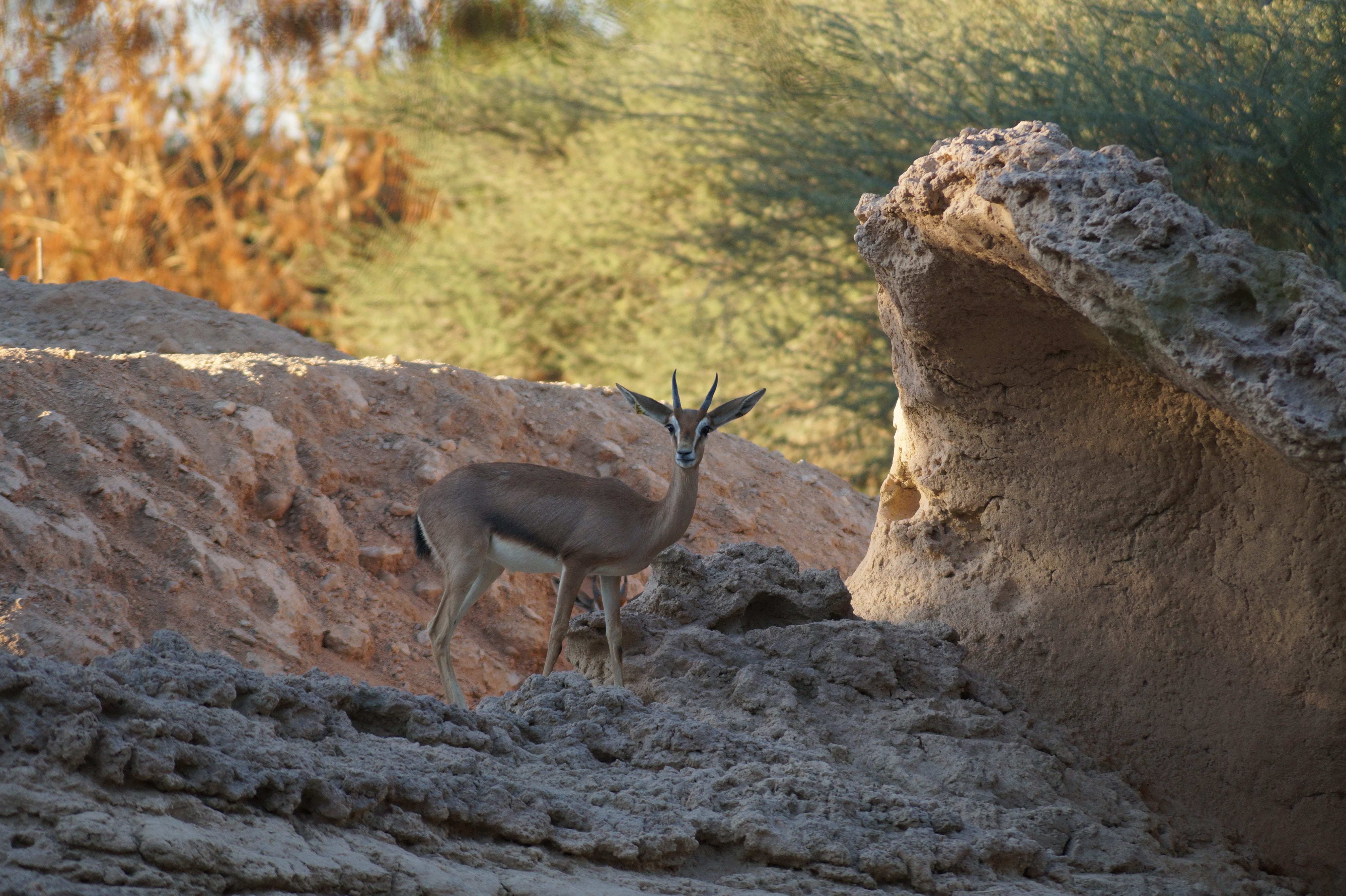 Al Ain Zoo: A Family-Friendly Attraction!