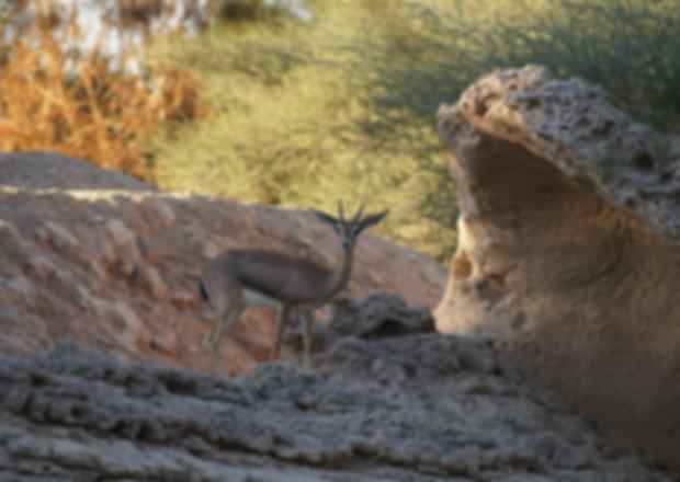 Al Ain Zoo: A Family-Friendly Attraction!