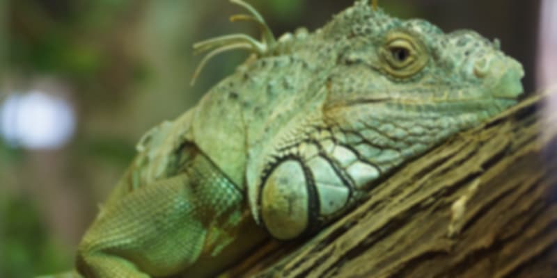 An Iguana