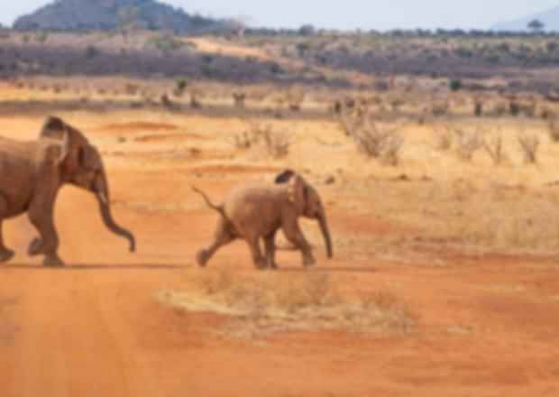 5 Best Safari Tours in Kenya