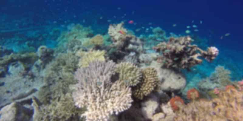 Colorful corals of the Maldives