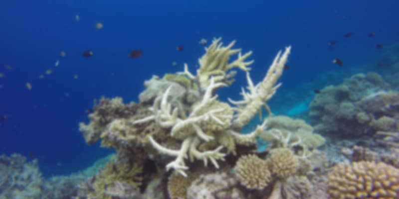 Coral reefs