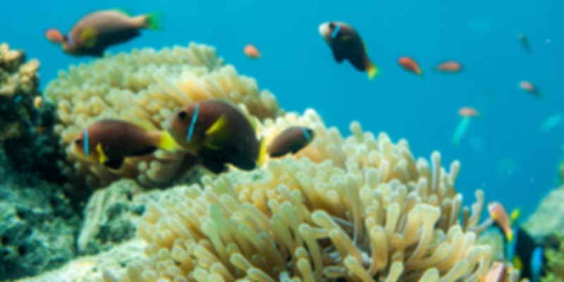 Coral reefs in Anantara Kihavah Maldives Villas