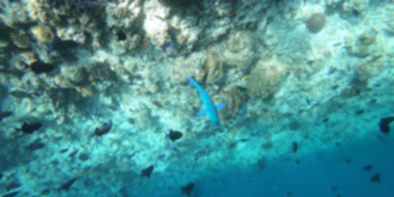 A picture of the fishes