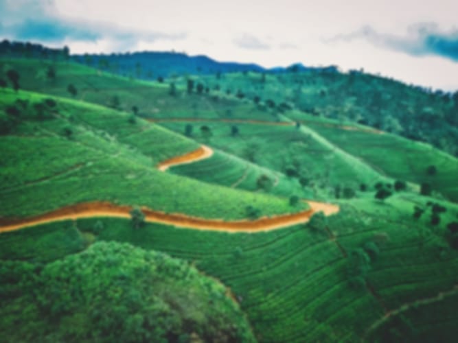 Sri Lanka in February: Weather, Places to Visit, Things to Do & Travel Cost