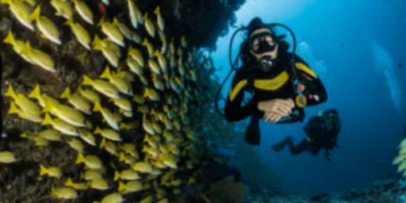 Snorkelling in the Maldives