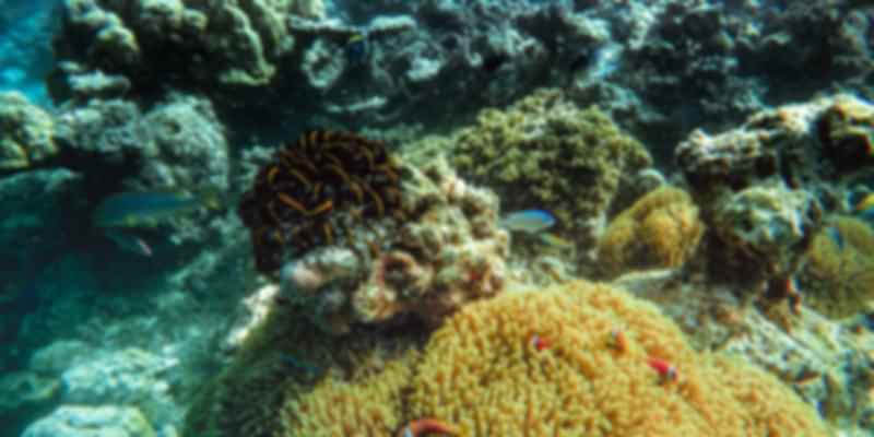 Coral reefs in the Maldives