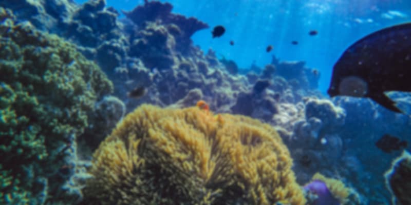 Corals in the Maldives